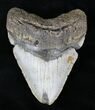 Big, Heavy Megalodon Tooth - North Carolina #21655-1